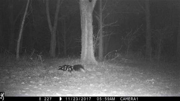 Image of Allegheny Spotted Skunk