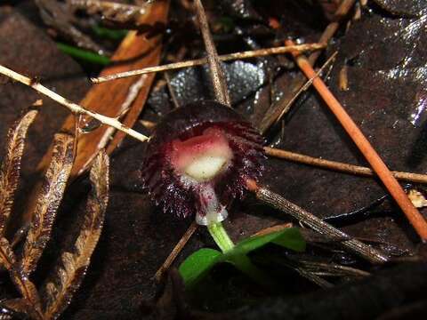 Image of Stately helmet orchid