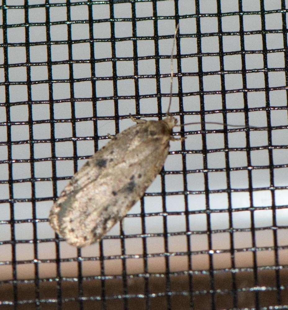 Image of Agonopterix canadensis Busck 1902