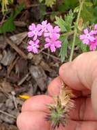 Image de Glandularia polyantha Umber