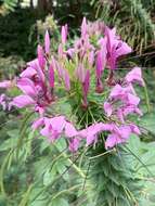 Image of Cleome guaranitica (Chod. & Hassl.) Briquet