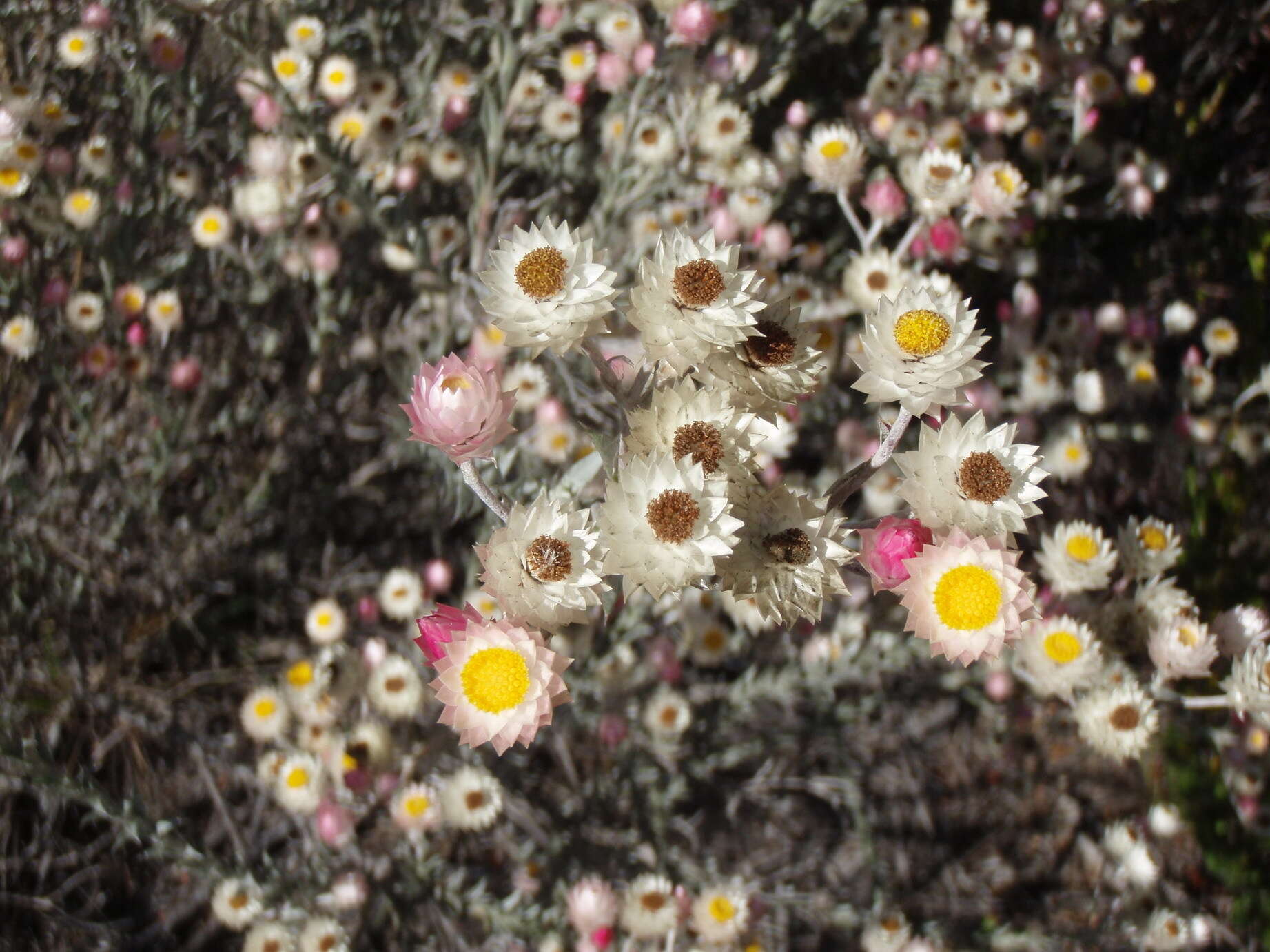 Image of Achyranthemum paniculatum