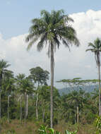 Image of oil palm