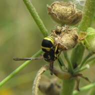 Image of Ancistrocerus renimacula Lepeletier 1841