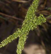 Image of <i>Setaria <i>verticillata</i></i> var. verticillata