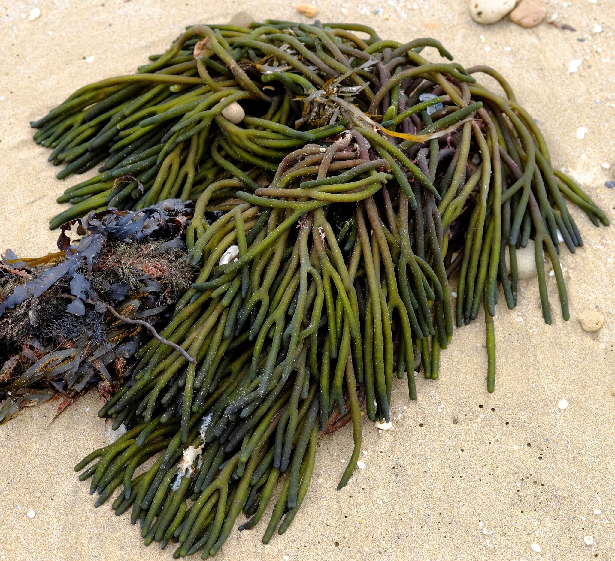 Image of Codium galeatum