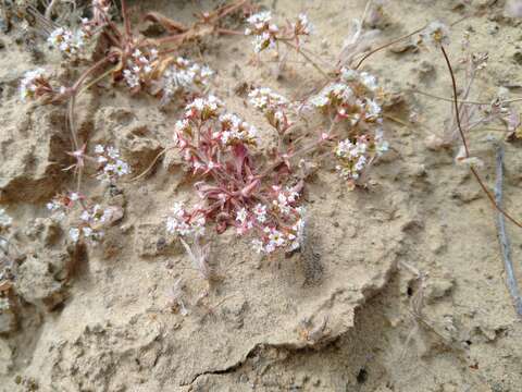 Chorizanthe pulchella T. S. Brandeg.的圖片