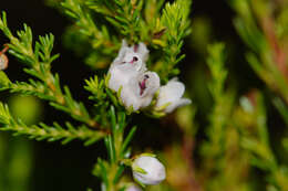 Imagem de Erica margaritacea