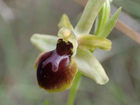 Ophrys sphegodes subsp. araneola (Rchb.) M. Laínz的圖片