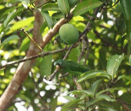 Image of Golden-winged Parakeet