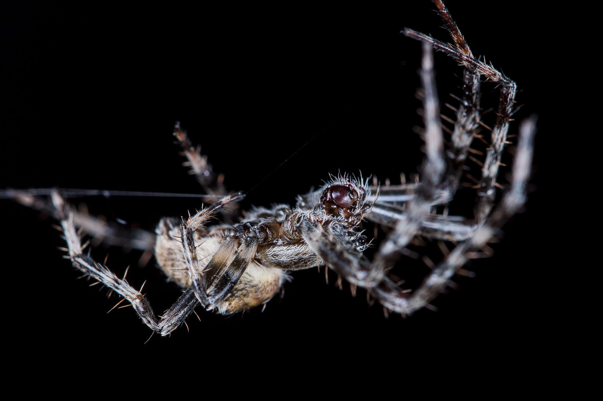 Imagem de Araneus tartaricus (Kroneberg 1875)