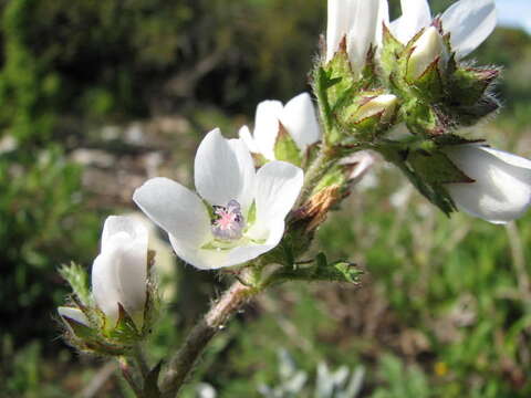 Image of Anisodontea biflora (Desr.) D. M. Bates