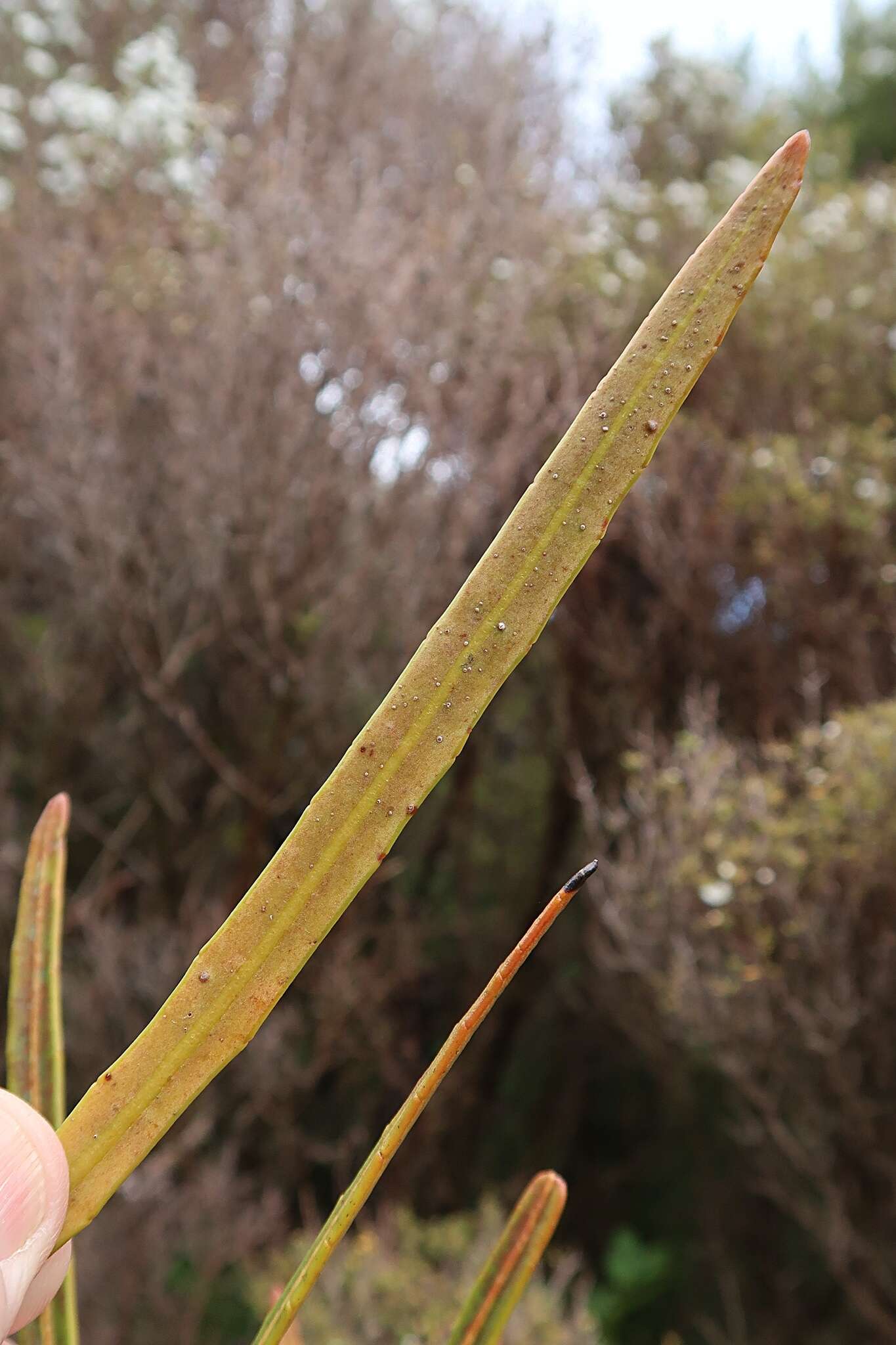 Image of Pseudopanax linearis (Hook. fil.) K. Koch