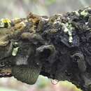 Image of skin lichen