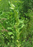 Imagem de Puccinia bupleuri (Opiz) F. Rudolphi 1829