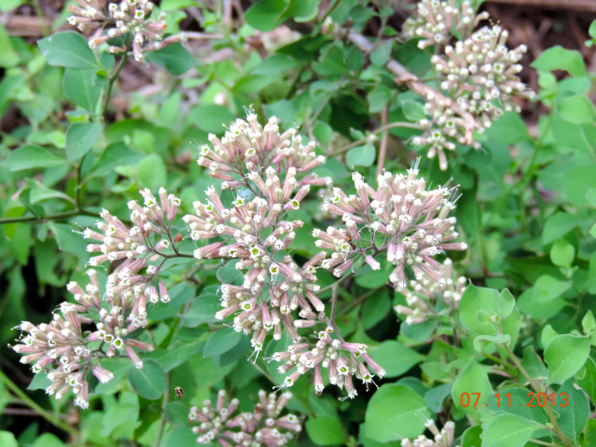 Salpianthus arenarius Humb. & Bonpl. resmi