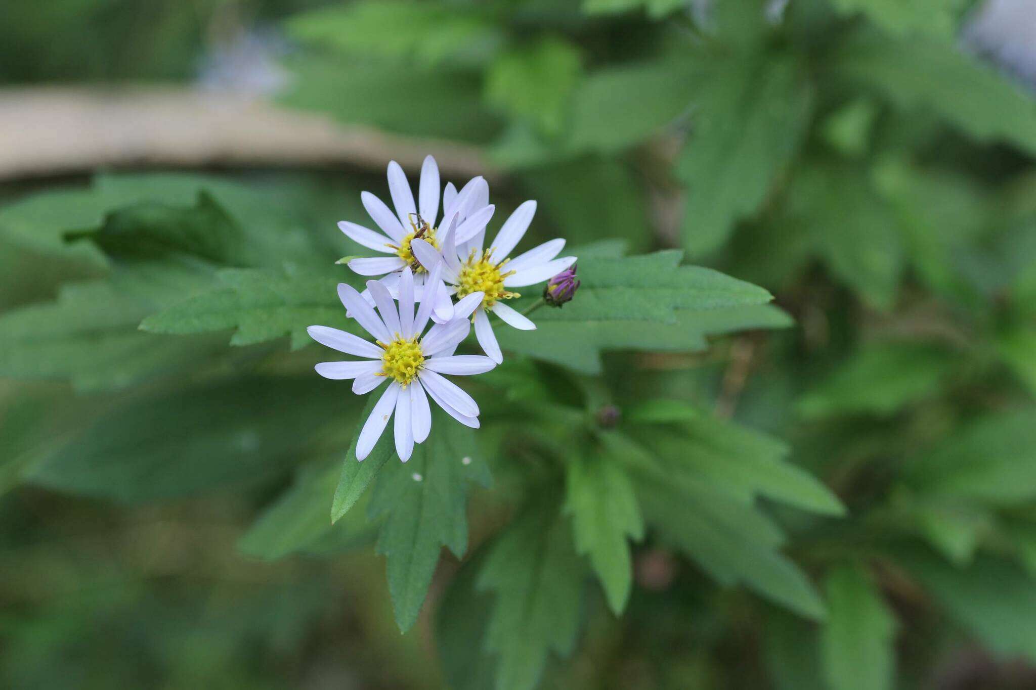 Imagem de Aster ovatus var. microcephalus (Miq.) Mot. Ito & A. Soejima