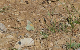 Image of Colias aurorina Herrich-Schäffer (1850)