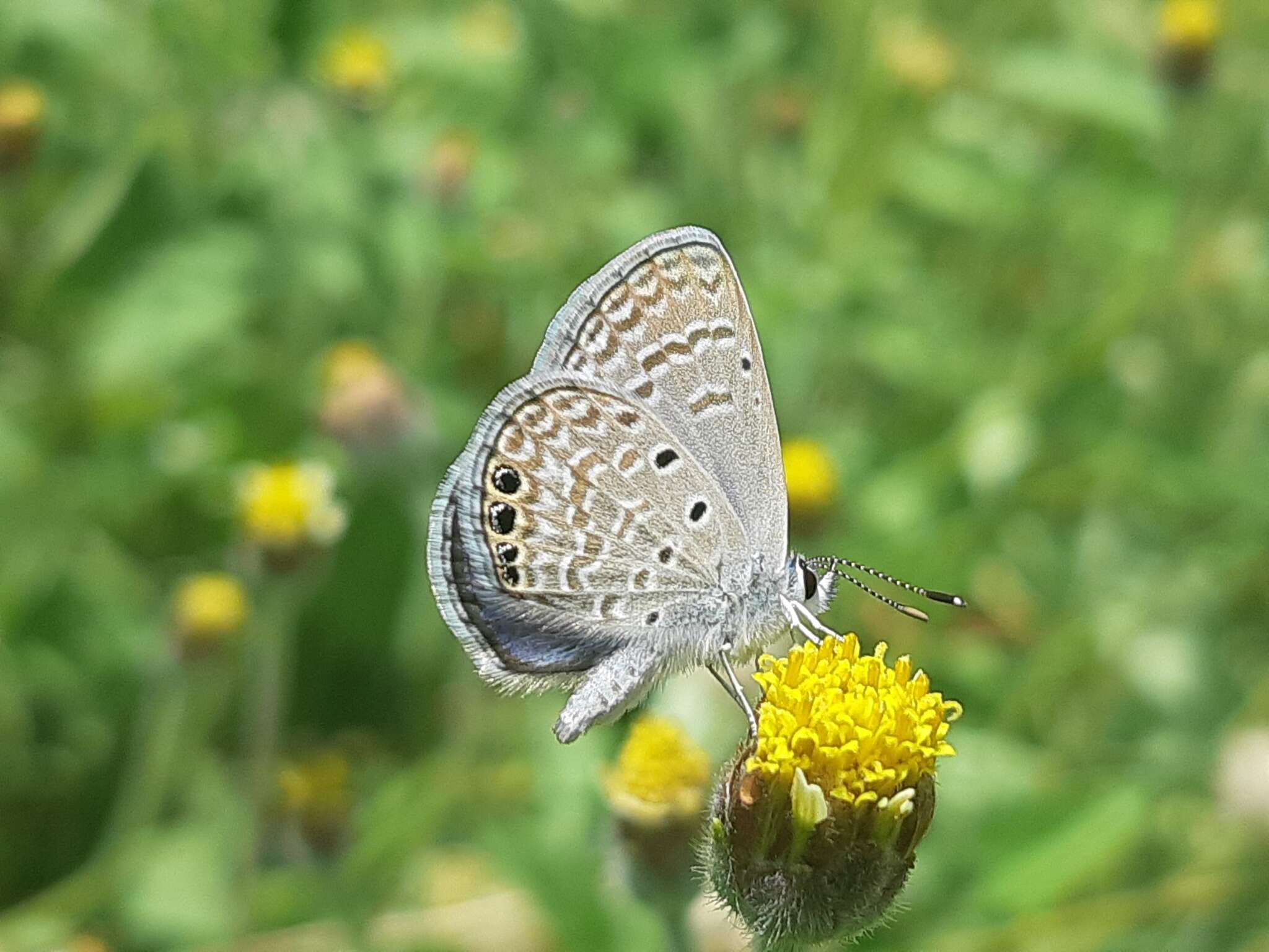 Imagem de Hemiargus ramon