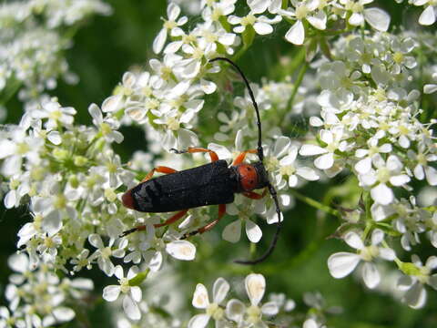 Слика од Phytoecia (Musaria) affinis (Harrer 1784)