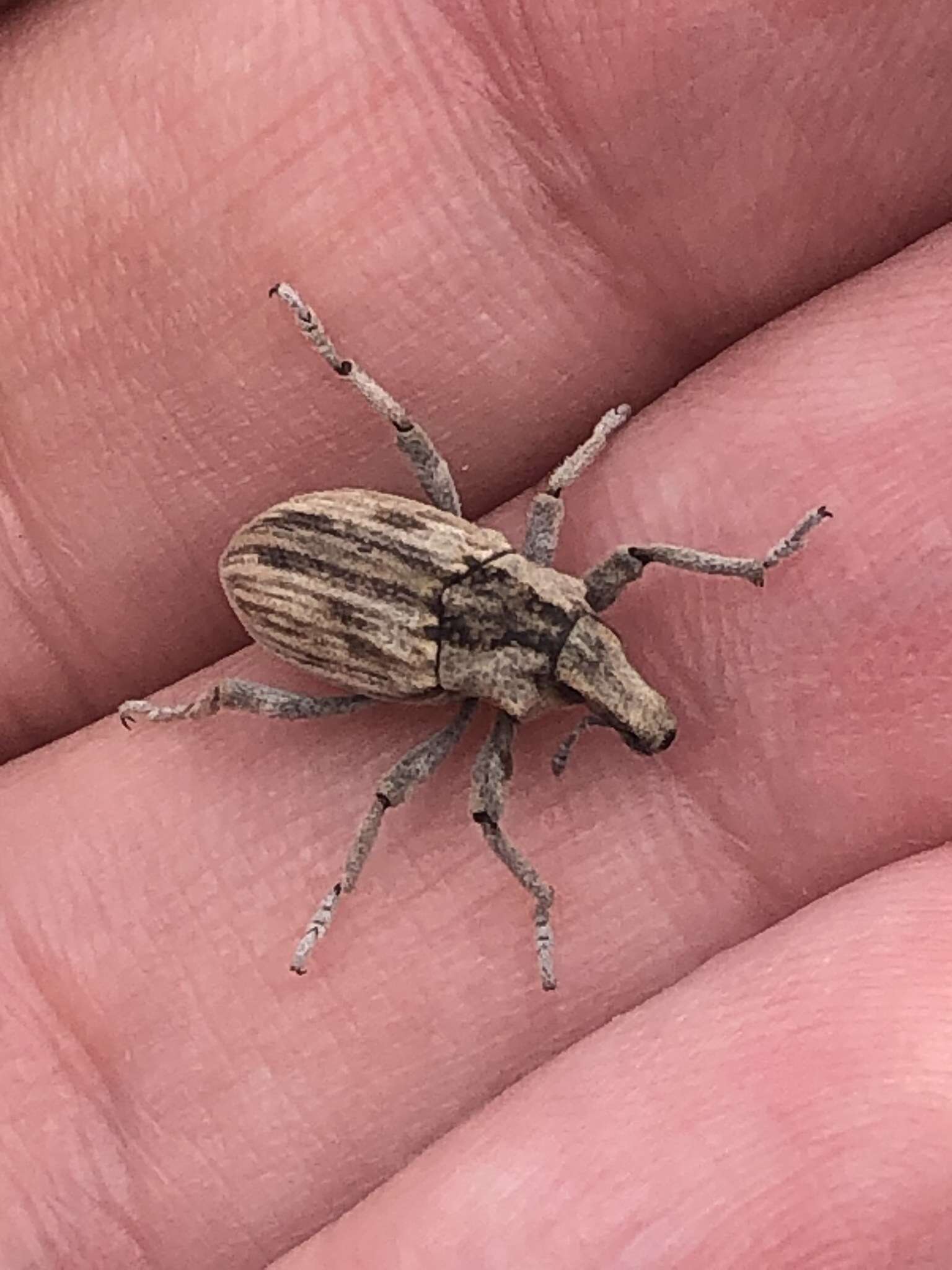 Plancia ëd Apleurus angularis Anderson 1987