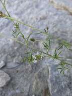 Image of white prairie clover