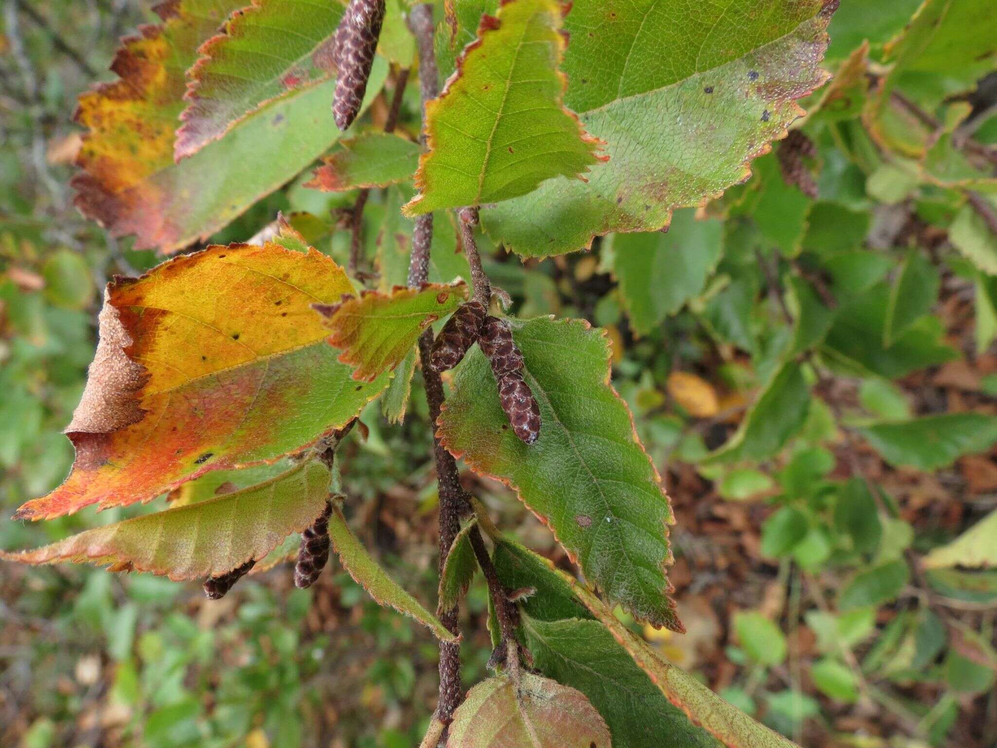 Imagem de Betula dauurica