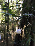 Image of Angraecum conchiferum Lindl.