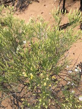 Image of southwestern rabbitbrush