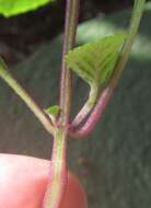 Image of speckled spur flower