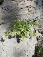 Image of Campanula buseri Damboldt