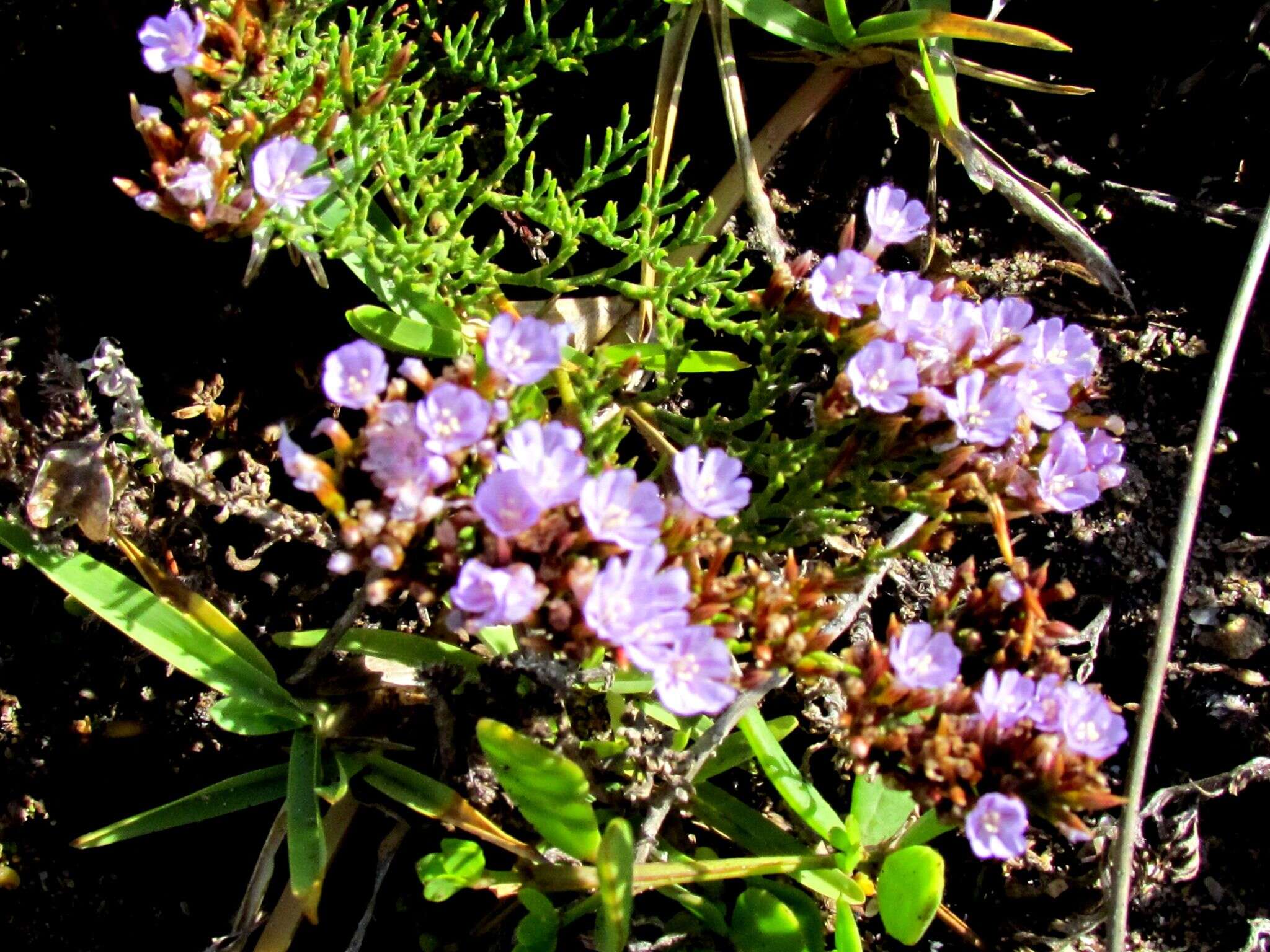 Imagem de Limonium scabrum (Thunb.) Kuntze