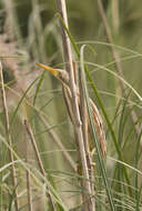 Image of Stripe-backed Bittern