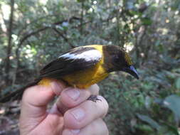 Image of White-winged Shrike-Tanager