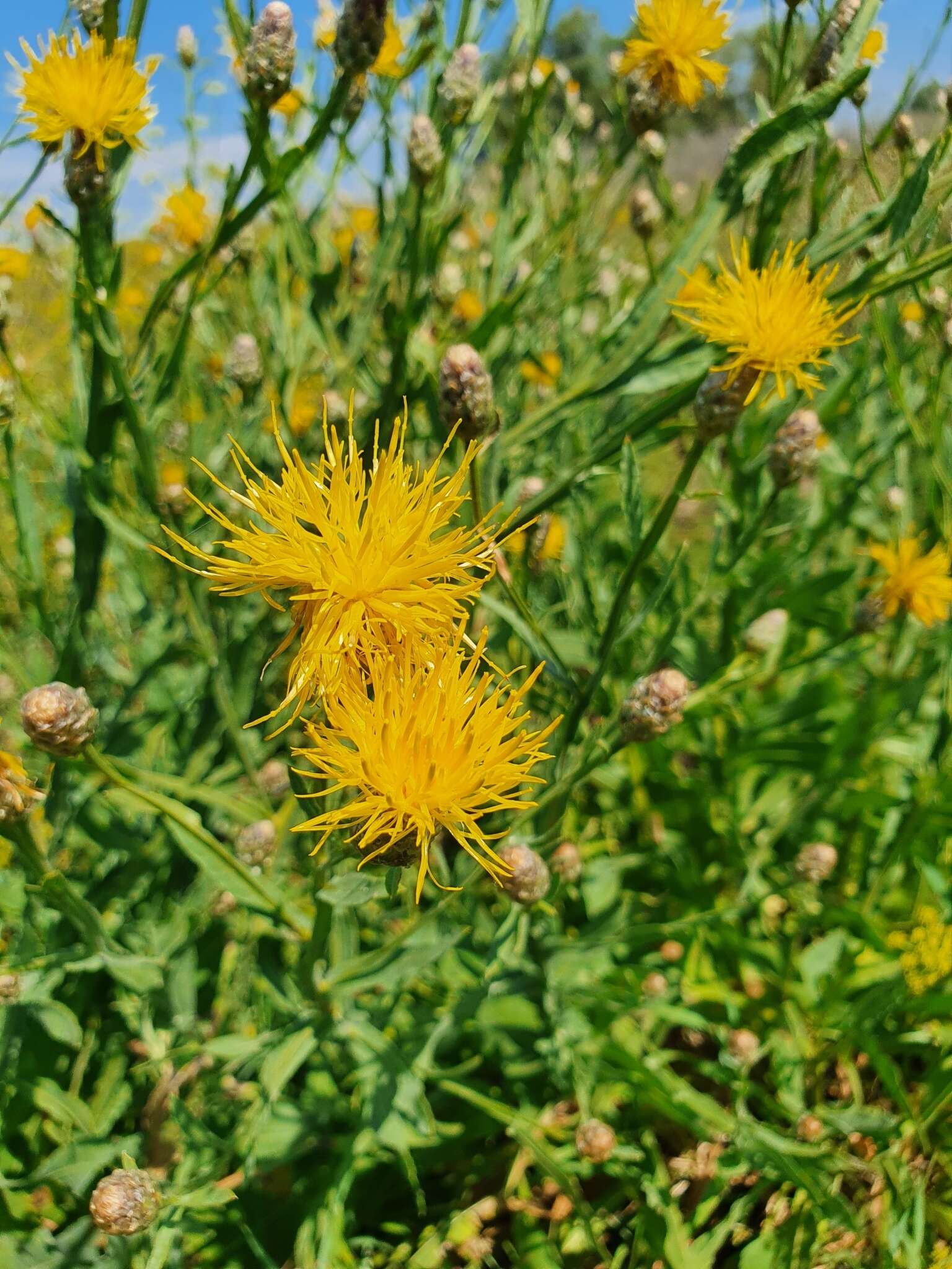 Image of Centaurea glastifolia subsp. intermedia (Boiss.) L. Martins