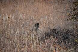 Image of Kamchatka brown bear