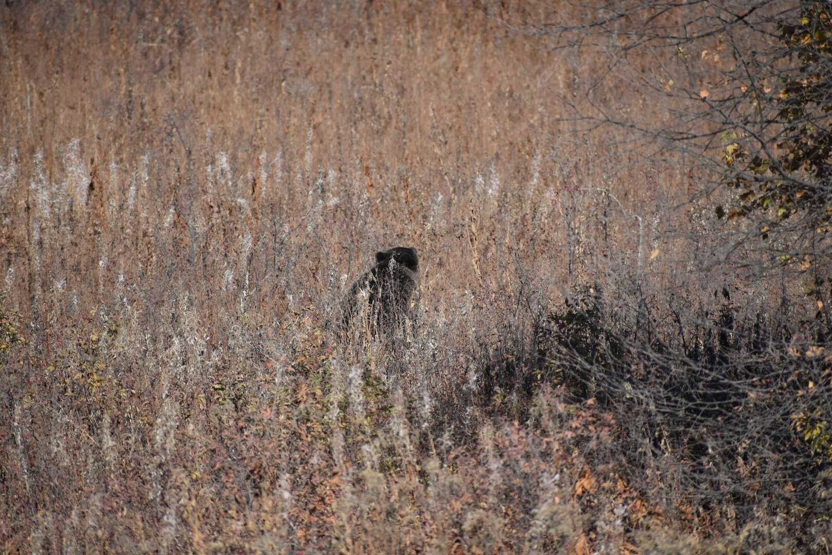 Image of Kamchatka brown bear