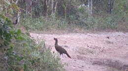 Image of Rufous-bellied Chachalaca