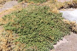 Image of Salicornia andina Phil.