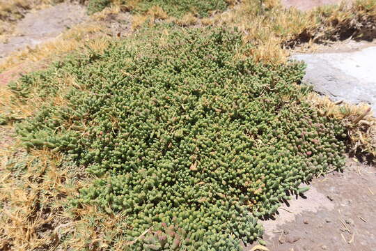 Image of Salicornia andina Phil.