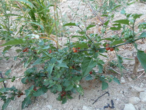 Sivun Solanum villosum subsp. miniatum (Bernh. ex Willd.) J. M. Edmonds kuva