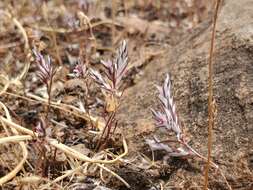 Image of Bidwell's knotweed