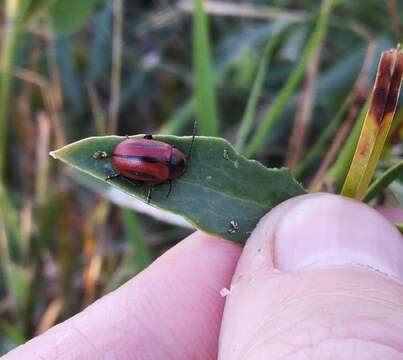 Слика од <i>Entomoscelis adonidis</i>