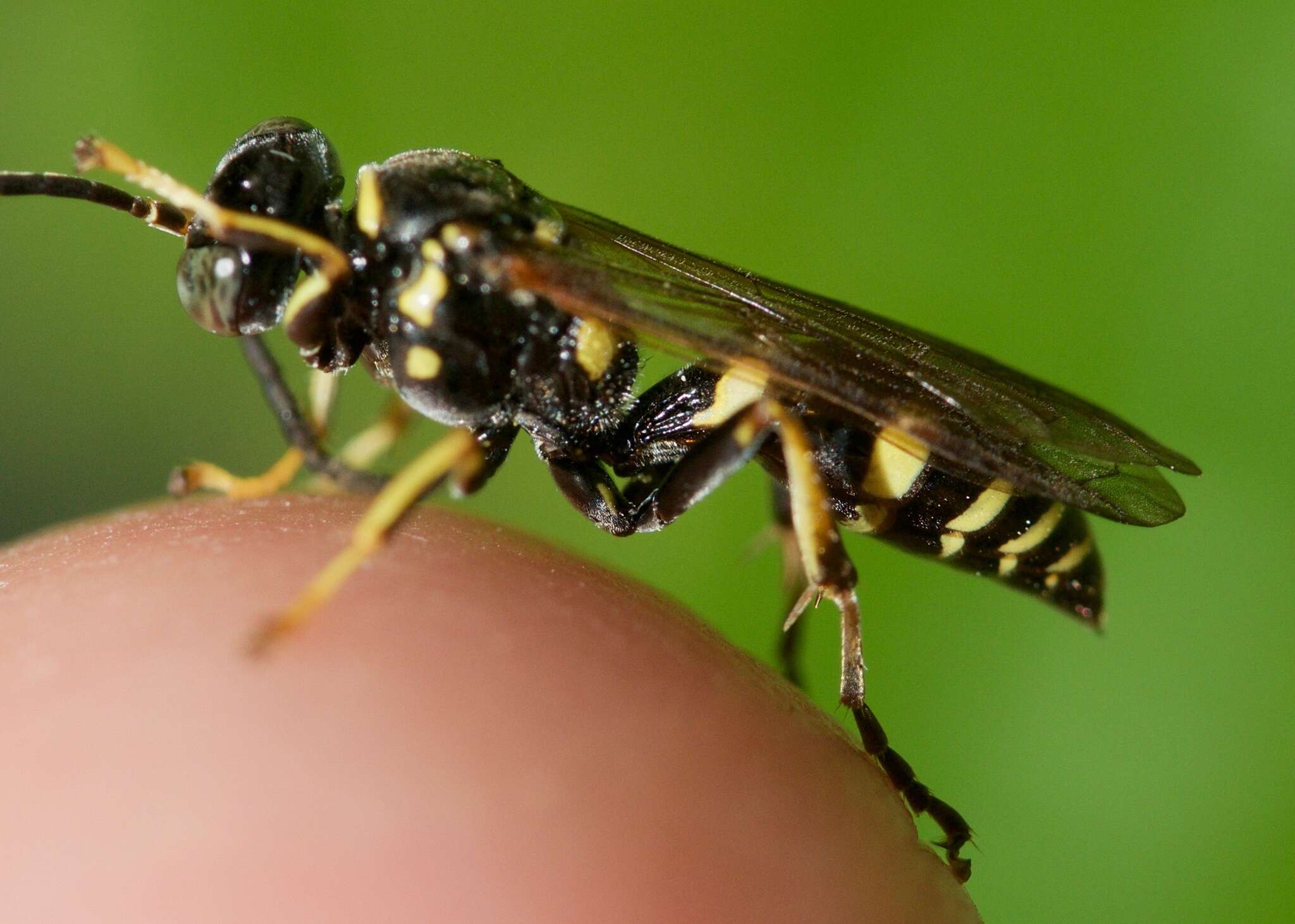 Image of Gorytes atricornis Packard 1867