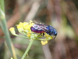 صورة <i>Chrysis magnidens</i>