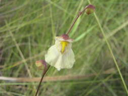 Image of Utricularia hispida Lam.