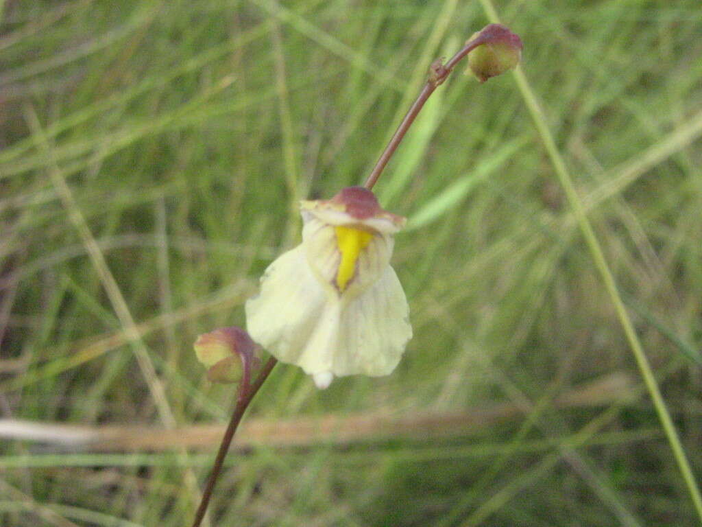 Image of Utricularia hispida Lam.