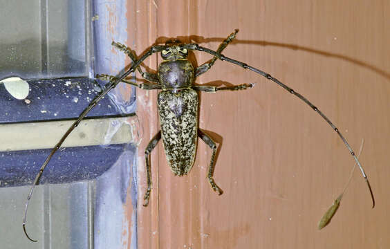 Image of Enaphalodes cortiphagus (Craighead 1923)