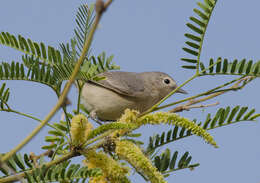 Leiothlypis luciae (Cooper & JG 1861) resmi