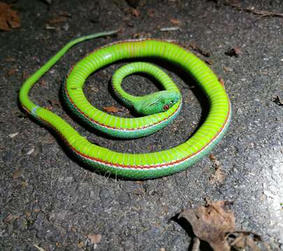 صورة <i>Trimeresurus yingjiangensis</i>